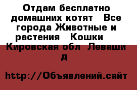 Отдам бесплатно домашних котят - Все города Животные и растения » Кошки   . Кировская обл.,Леваши д.